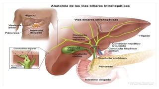 CONDUCTO HEPÁTICO DERECHO
◦ Se forma por la unión de los
conductos biliares de los
segmentos anterior y
posterior del lóbulo derecho
en el hilio hepático.
◦ La longitud completa del
conducto hepático derecho
cuando esta presente es de
0.5cm.
 