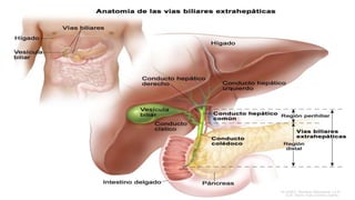 CONDUCTO HEPÁTICO IZQUIERDO.
 