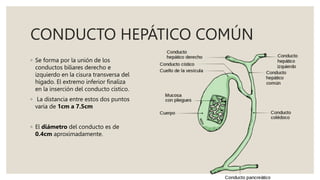 CONDUCTO HEPÁTICO COMÚN
◦ Se forma por la unión de los
conductos biliares derecho e
izquierdo en la cisura transversa del
hígado. El extremo inferior finaliza
en la inserción del conducto cístico.
◦ La distancia entre estos dos puntos
varia de 1cm a 7.5cm
◦ El diámetro del conducto es de
0.4cm aproximadamente.
 