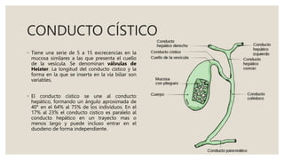 CONDUCTO CÍSTICO
◦ Tiene una serie de 5 a 15 excrecencias en la
mucosa similares a las que presenta el cuello
de la vesícula. Se denominan válvulas de
Heister. La longitud del conducto cístico y la
forma en la que se inserta en la vía biliar son
variables.
◦ El conducto cístico se une al conducto
hepático, formando un ángulo aproximada de
40° en el 64% al 75% de los individuos. En el
17% al 23% el conducto cístico es paralelo al
conducto hepático en un trayecto mas o
menos largo y puede incluso entrar en el
duodeno de forma independiente.
 
