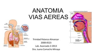 ANATOMIA
VIAS AEREAS
Trinidad Polanco Almanzar
2008-0523
Lab. Avanzado 2-2013
Dra. Juana Camacho Minaya
 