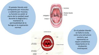 El paladar blando está
compuesto por músculos
y cubierto por mucosa;
su función es asistir al
cierre de la cavidad nasal
durante la deglución y
mantener la
permeabilidad de la
faringe en la respiración
normal.
En el paladar blando
se halla la úvula,
como una estructura
central y que
representa un
reparo anatómico
importante en la
intubación
orotraqueal.
 