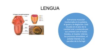 LENGUA
Estructura muscular
involucrada en la palabra,
el gusto y la deglución. Está
situada en el piso de la
cavidad oral y sostenida por
sus uniones con el hueso
hioides, el maxilar inferior,
los procesos etmoideos, el
paladar blando y las
paredes de la faringe
 
