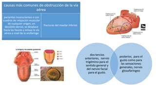 causas más comunes de obstrucción de la vía
aérea
pacientes inconscientes o con
cuadros de relajación muscular
de cualquier origen, en
decúbito dorsal, se desplace
hacia las fauces y ocluya la vía
aérea a nivel de la orofaringe
fracturas del maxilar inferior.
dos tercios
anteriores, nervio
trigémino para el
sentido general y
del nervio facial
para el gusto.
posterior, para el
gusto como para
las sensaciones
generales, nervio
glosofaríngeo
 