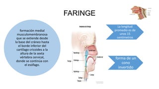FARINGE
formación medial
musculomembranosa
que se extiende desde
la base del cráneo hasta
el borde inferior del
cartílago cricoides a la
altura de la sexta
vértebra cervical,
donde se continúa con
el esófago.
La longitud
promedio es de
unos 15
centímetros
forma de un
cono
invertido
 