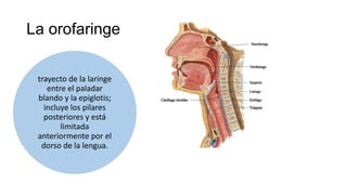 La orofaringe
trayecto de la laringe
entre el paladar
blando y la epiglotis;
incluye los pilares
posteriores y está
limitada
anteriormente por el
dorso de la lengua.
 