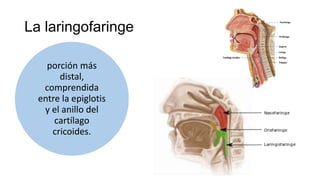 La laringofaringe
porción más
distal,
comprendida
entre la epiglotis
y el anillo del
cartílago
cricoides.
 