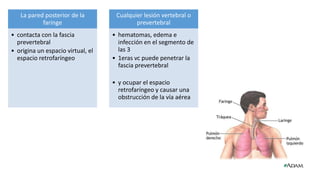 La pared posterior de la
faringe
• contacta con la fascia
prevertebral
• origina un espacio virtual, el
espacio retrofaríngeo
Cualquier lesión vertebral o
prevertebral
• hematomas, edema e
infección en el segmento de
las 3
• 1eras vc puede penetrar la
fascia prevertebral
• y ocupar el espacio
retrofaríngeo y causar una
obstrucción de la vía aérea
 
