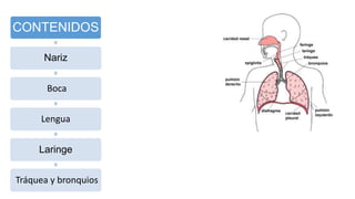 CONTENIDOS
Nariz
Boca
Lengua
Laringe
Tráquea y bronquios
 
