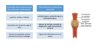 La faringe está compuesta por
tres músculos constrictores:
superior, medio e inferior.
inervados por el nervio vago (X
par)
función es propulsar el bolo
alimenticio hacia el esófago.
Internamente se ubican los
músculos
estilofaríngeos, palatofaríngeos y
salpingofaríngeos
elevan la laringe durante la
deglución; este movimiento
evita el
ingreso de alimentos en la vía
aérea
 