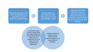 inervación sensitiva a nivel
de la nasofaringe está a
cargo de los nervios
trigémino y glosofaríngeo.
porción inferior, la
inervación sensitiva
involucra a los nervios
glosofaríngeo y vago
representan la rama
aferente y eferente,
respectivamente, del
reflejo del vómito, que
responde a la estimulación
de la pared posterior de la
faringe.
La lesión de estos
nervios compromete
los reflejos defensivos
y obviamente afecta la
deglución y la
protección de la vía
aérea contra la
aspiración de
alimentos.
La lesión motora se
evidencia por la
parálisis de los
músculos palatinos, ya
sea unilateral o
bilateral.
 