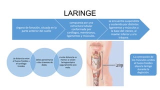 LARINGE
órgano de fonación, situada en la
parte anterior del cuello
compuesta por una
estructura tubular
conformada por
cartílagos, membranas,
ligamentos y músculos.
se encuentra suspendida
y sostenida por distintos
ligamentos y músculos a
la base del cráneo, al
maxilar inferior y a la
tráquea.
La distancia entre
el hueso hioides y
el cartílago
tiroides
debe aproximarse
a dos traveses de
dedo;
si esta distancia es
menor, la visión
laringoscópica
seguramente será
mala.
La contracción de
los músculos unidos
al hueso hioides
eleva la laringe
durante la
deglución.
 