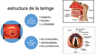 estructura de la laringe
tres
cartílagos
principales
• epiglotis,
• tiroides
• y cricoides
tres
cartílagos
pares
• los aritenoides,
• corniculados
• los cuneiformes
 