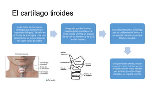 El cartílago tiroides
es el mayor de los nueve
cartílagos que componen el
“esqueleto laríngeo”, se halla en
el frente de la laringe y crea una
prominencia en la cara anterior
del cuello (nuez de Adán)
integrado por dos láminas
cuadrangulares unidas en la
línea media y forma un ángulo
de 90° en los hombres y de 120°
en las mujeres,
sirve de protección a la laringe,
por su conformación similar a
un escudo y de ahí su nombre
(thyrus, escudo).
dos pares de cuernos, un par
superior y otro inferior, que se
articulan con el hueso hioides
por arriba y con el cartílago
cricoides en la parte inferior.
 