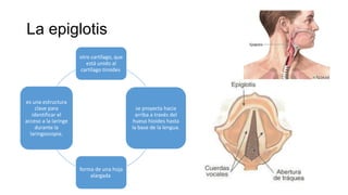 La epiglotis
otro cartílago, que
está unido al
cartílago tiroides
se proyecta hacia
arriba a través del
hueso hioides hasta
la base de la lengua.
forma de una hoja
alargada
es una estructura
clave para
identificar el
acceso a la laringe
durante la
laringoscopia.
 