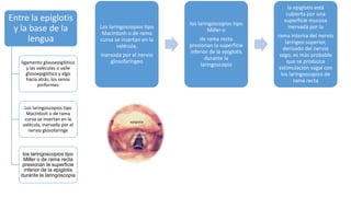 Entre la epiglotis
y la base de la
lengua
ligamento glosoepiglótico
y las valéculas o valle
glosoepiglótico y algo
hacia atrás, los senos
piriformes
Los laringoscopios tipo
MacIntosh o de rama
curva se insertan en la
valécula, inervada por el
nervio glosofarínge
los laringoscopios tipo
Miller o de rama recta
presionan la superficie
inferior de la epiglotis
durante la laringoscopia
Los laringoscopios tipo
MacIntosh o de rama
curva se insertan en la
valécula,
inervada por el nervio
glosofaríngeo
los laringoscopios tipo
Miller o
de rama recta
presionan la superficie
inferior de la epiglotis
durante la
laringoscopia
la epiglotis está
cubierta por una
superficie mucosa
inervada por la
rama interna del nervio
laríngeo superior,
derivado del nervio
vago, es más probable
que se produzca
estimulación vagal con
los laringoscopios de
rama recta
 