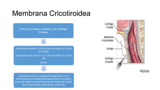 Membrana Cricotiroidea
Entre el cartílago cricoides y el cartílago
tiroides
membrana elástica y fibrosa que mantiene la luz de
la laringe.
superficie aprox. de 0,5 a 1,2 ctms de alto y 2,2 ctms
de
ancho.
Se localiza como una pequeña depresión 2 o 3
centímetros por debajo de la prominencia laríngea
(nuez de Adán) y está directamente debajo de la piel,
con escaso tejido subcutáneo sobre ella.
 
