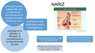 NARIZprincipal vía de
ingreso del aire
y representa
dos tercios de la
resistencia total
al flujo de aire.
participa en la
olfación, la
filtración, la
humidificación y
el calentamiento
del aire.
Conforma una
pirámide ósea y
cartilaginosa.
se compone de dos fosas, a cada
lado del tabique nasal;
cada fosa está constituida por un piso,
un techo y dos paredes laterales, la
medial o tabique y otra lateral.
Hacia adelante y hacia atrás presenta
cuatro aberturas, dos anteriores o
narinas y dos posteriores o coanas
 
