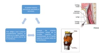 no posee mayores
estructuras vasculares ni
nerviosas,
aunque las arterias
cricoideas, ramas de la
tiroidea superior, se
anastomosan en el borde
superior, a ambos lados de
la membrana.
Esto obliga a que cualquier
procedimiento invasivo se
realice en la región medial y
dentro del tercio inferior de
la membrana.
 