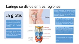 Laringe se divide en tres regiones
La glotis
cuerdas vocales y al espacio
entre ellas (rima glotidis) y
se localiza en el borde
superior del cartílago
cricoides
Las cuerdas vocales se unen
al cartílago tiroides en el
frente y a los cartílagos
aritenoides por detrás.
cartílagos aritenoides son dos formaciones
tetraédricas, combinadas con los cartílagos
corniculados y cuneiformes más pequeños,
se encargan de tensar las cuerdas vocales y
controlan la fonación
Las cuerdas vocales cubiertas por un
epitelio escamoso estratificado, les
confiere un color blanco perlado
cuando son iluminadas con la luz del
laringoscopio; les otorga un aspecto
característico.
Las cuerdas vocales se ubican a 1 o 2
centímetros sobre el espacio cricotiroideo y
están protegidas por el cartílago tiroides, lo
que minimiza la posibilidad de que sean
lesionadas durante las maniobras invasivas
sobre la membrana cricotiroidea.
La glotis representa, en los adultos,
la porción más estrecha de la vía
aérea
 