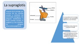 La supraglotis
trayecto de la laringe por
encima de las cuerdas
vocales y contiene los
ventrículos laríngeos, los
pliegues vestibulares o
falsas cuerdas vocales, la
epiglotis y, a los costados,
los pliegues
aritenoideoepiglóticos
La musculatura de la laringe
se divide en una musculatura
extrínseca y una intrínseca.
La extrínseca eleva, deprime
y contrae la laringe.
La musculatura intrínseca
tiene una importante función
de abducción, aducción y
cambios en la tensión de las
cuerdas vocales
 