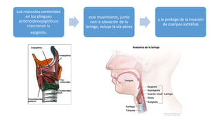 Los músculos contenidos
en los pliegues
aritenoideoepiglóticos
traccionan la
epiglotis;
este movimiento, junto
con la elevación de la
laringe, ocluye la vía aérea
y la protege de la invasión
de cuerpos extraños
 