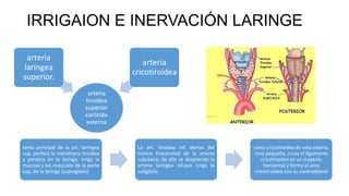 IRRIGAION E INERVACIÓN LARINGE
arteria
tiroidea
superior
carótida
externa
arteria
laríngea
superior.
arteria
cricotiroidea
rama principal de la art. laríngea
sup. perfora la membrana tiroidea
y penetra en la laringe. irriga la
mucosa y los músculos de la parte
sup. de la laringe (supraglotis)
La art. tiroidea inf. deriva del
tronco tirocervical de la arteria
subclavia; de ella se desprende la
arteria laríngea inf.que irriga la
subglotis.
rama cricotiroidea de esta arteria,
muy pequeña, cruza el ligamento
cricotiroideo en un trayecto
horizontal y forma el arco
cricotiroideo con su contralateral
 