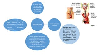 INERVACION
el nervio vago
(X par), sus
ramas inerva a
los músculos
de la laringe.
nervio laríngeo
superior
nervio laríngeo recurrente
inervación motora al resto
de los músculos intrínsecos
de la laringe y aporta
sensibilidad al 1/3 inferior
de la laringe, más
allá de las cuerdas vocales.
La estimulación del nervio
vago aparición de un
laringoespasmo cuando la
anestesia tópica, de la
mucosa laríngea,es
insuficiente.
La rama ext. músc.
cricotiroideo
La rama interna
sensitivo al 1/3 sup.
de mucosa de la
laringe, al receso
piriforme y a la zona
dorsal y posterior de
la lengua.
 
