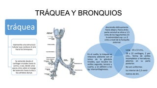TRÁQUEA Y BRONQUIOS
tráquea
representa una estructura
tubular que conduce el aire
hacia los bronquios.
Se extiende desde el
cartílago cricoides hasta la
carina, o sea, desde unos
pocos ctms sobre el mango
del esternón hasta la 4ta o
5ta vértebra dorsal.
desciende oblicuamente
hacia abajo y hacia atrás;
parte cervical se sitúa a 1,5
cmts de los tegumentos en
la extremidad sup. y a 3
cmts a nivel de la horquilla
esternal.
Long. 10 a 13 cms,.
18 a 22 cartílagos, 2 por
cms., forma de anillos
incompletos o herraduras,
abiertos en su parte
posterior.
No son uniformes
luz interior de 2,5 centí-
metros de dm.
En el cuello, la tráquea se
relaciona adelante con el
istmo de la glándula
tiroides, que recubre los
anillos segundo, tercero y
cuarto, y se adhiere a los
lig. intercartilaginosos.
 
