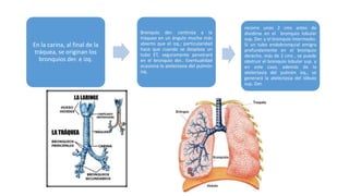 En la carina, al final de la
tráquea, se originan los
bronquios der. e izq.
Bronquio der. continúa a la
tráquea en un ángulo mucho más
abierto que el izq.; particularidad
hace que cuando se desplaza un
tubo ET, seguramente penetrará
en el bronquio der.. Eventualidad
ocasiona la atelectasia del pulmón
izq.
recorre unos 2 cms antes de
dividirse en el bronquio lobular
sup. Der. y el bronquio intermedio.
Si un tubo endobronquial emigra
profundamente en el bronquio
derecho, más de 2 cms , se puede
obstruir el bronquio lobular sup. y
en este caso, además de la
atelectasia del pulmón izq., se
generará la atelectasia del lóbulo
sup. Der.
 