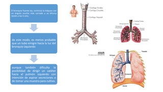 El bronquio fuente izq. continúa la tráquea con
un ángulo mucho más cerrado y se bifurca
recién a los 5 cms;
de este modo, es menos probable
que un tubo emigre hacia la luz del
bronquio izquierdo
aunque también dificulta la
posibilidad de dirigir un catéter
hacia el pulmón izquierdo con
intención de aspirar secreciones o
de tomar una muestra para cultivo.
 