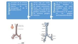 Irrigacion
proceden de las arterias
tiroideas, de la mamaria
interna, de las
bronquiales y de la
tiroidea inferior.
.
Inervacion
nervio vago por medio
de los recurrentes y de
los plexos pulmonares.
Posee una inervación
simpática a través de los
ganglios cervicales y de
los primeros ganglios
torácicos.
Drenaje
Las venas drenan en las
venas tiroideas y
esofágicas. Los vasos
linfáticos nacen en la
red mucosa y
submucosa y se vierten
en los ganglios
peritraqueobronquiales.
 