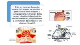 Entre los cornetes drenan los
meatos de los senos paranasales; la
permanencia de los tubos en la
nariz propicia la obstrucción de los
meatos e impide el drenaje de los
senos hacia la nariz, lo que favorece
la acumulación de secreciones y la
infección (sinusitis).
 