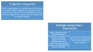 Irrigación sanguínea
Las art. responsables art. carótida externa a través de
las ramas maxilar y oftálmica. Se anastomosan con
ramas de la art. facial. La art. esfenopalatina, rama de
la maxilar, irrigación de la mayor parte del septum y de
las paredes laterales.
drenaje sanguíneo /
Inervacion
está a cargo de venas,
que acompañan a
las arterias y drenan en el
plexo longitudinal
superior. Las ricas
anastomosis que se
forman en la submucosa
propician el calentamiento
del aire inspirado.
La inervación sensitiva está
dada por la rama pterigoidea
de la división maxilar del
nervio trigémino.
 