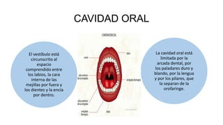CAVIDAD ORAL
El vestíbulo está
circunscrito al
espacio
comprendido entre
los labios, la cara
interna de las
mejillas por fuera y
los dientes y la encía
por dentro.
La cavidad oral está
limitada por la
arcada dental, por
los paladares duro y
blando, por la lengua
y por los pilares, que
la separan de la
orofaringe.
 