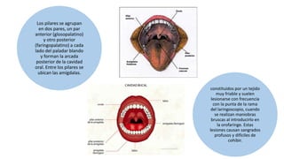 Los pilares se agrupan
en dos pares, un par
anterior (glosopalatino)
y otro posterior
(faringopalatino) a cada
lado del paladar blando
y forman la arcada
posterior de la cavidad
oral. Entre los pilares se
ubican las amígdalas.
constituidos por un tejido
muy friable y suelen
lesionarse con frecuencia
con la punta de la rama
del laringoscopio, cuando
se realizan maniobras
bruscas al introducirlo en
la orofaringe. Estas
lesiones causan sangrados
profusos y difíciles de
cohibir.
 