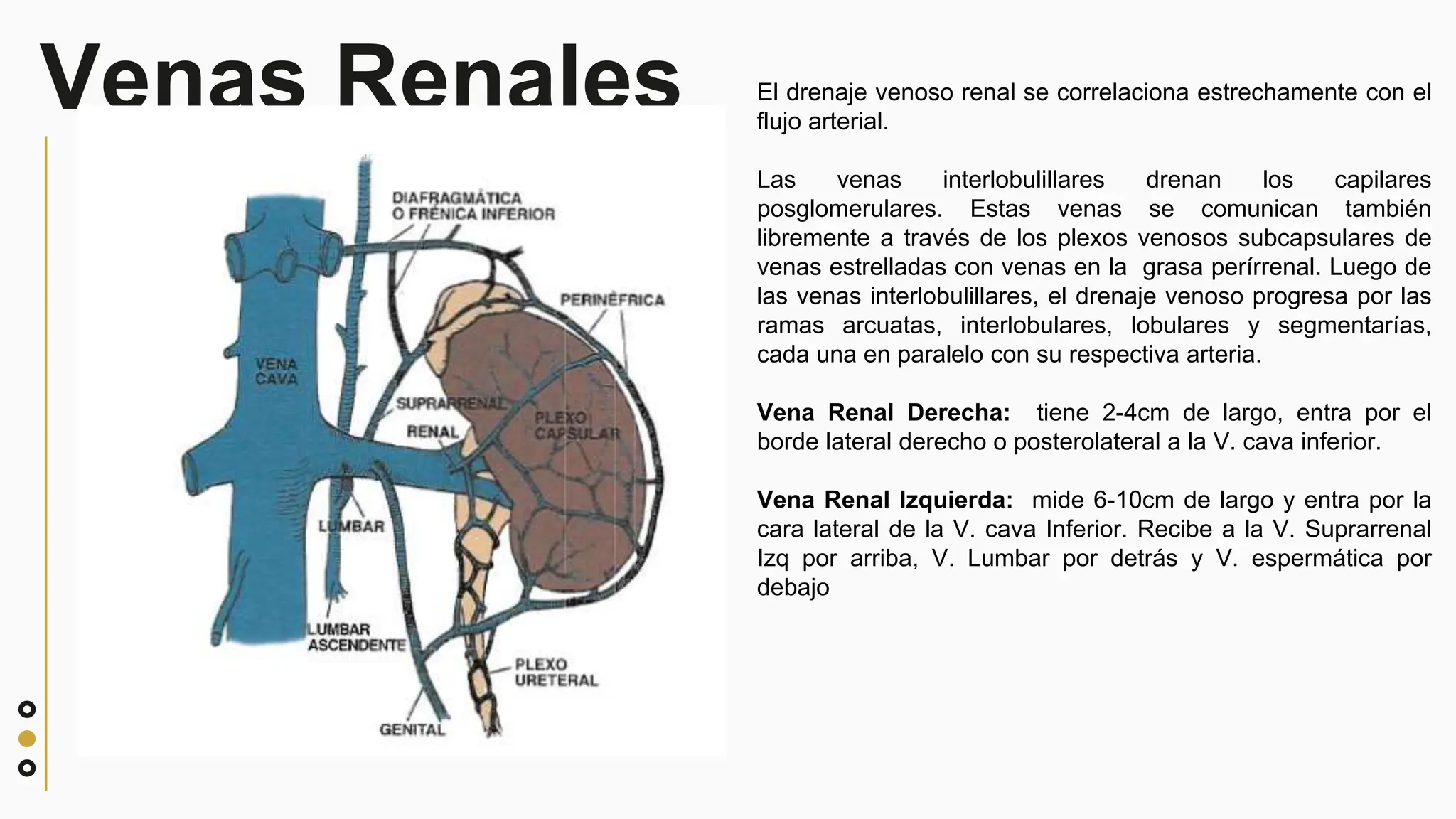 presentacion anatomia de la via urinaria.pptx