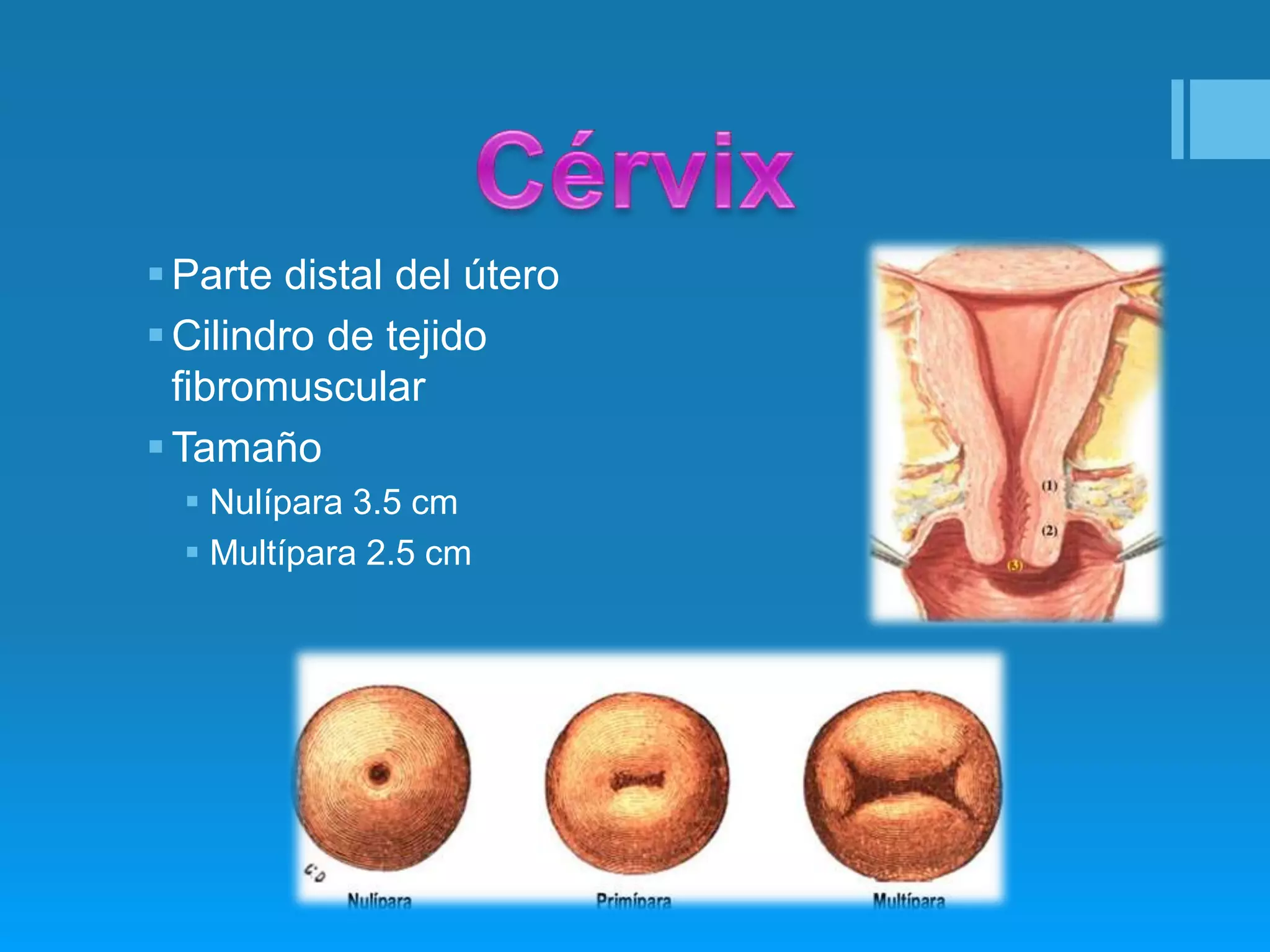 Anatomia Del Cervix PPTX Pregnancy Reproductive Health Anatomia Del Cervix PPTX Pregnancy Reproductive Health