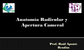 Anatomía Radicular y
Apertura Cameral

Prof. Raúl Aponte
Rendón

 