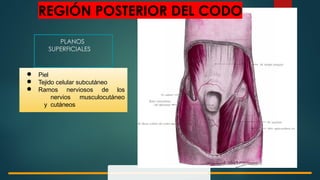 Anatomía y Biomecánica del Codo y Antebrazo: Estructura y Función | PPTX