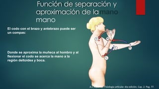 Anatomía y Biomecánica del Codo y Antebrazo: Estructura y Función | PPTX