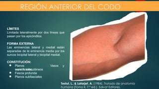 Anatomía y Biomecánica del Codo y Antebrazo: Estructura y Función | PPTX