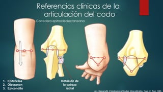anatom-a-y-biomec-nica-del-codo-y-antebrazo-estructura-y-funci-n-pptx