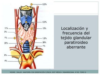 MOORE - DALLEY. ANATOMÍA CON ORIENTACIÓN CLÍNICA. EDIT MÉDICA PANAMERICANA. 4ª ED. TOMO II.
Localización y
frecuencia del
tejido glandular
paratiroideo
aberrante
 