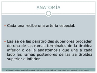 ANATOMÍA
 Cada una recibe una arteria especial.
 Las aa de las paratiroides superiores proceden
de una de las ramas terminales de la tiroidea
inferior o de la anastomosis que une a cada
lado las ramas posteriores de las aa tiroidea
superior e inferior.
ROUVIÉRE - DELMAS. ANATOMÍA HUMANA. DESCRIPTIVA, TOPOGRÁFICA Y FUNCIONAL. EDIT MASSON. 11ª ED. TOMO I.
 