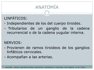 ANATOMÍA
LINFÁTICOS:
 Independientes de los del cuerpo tiroides.
 Tributarios de un ganglio de la cadena
recurrencial o de la cadena yugular interna.
NERVIOS:
 Provienen de ramos tiroideos de los ganglios
linfáticos cervicales.
 Acompañan a las arterias.
ROUVIÉRE - DELMAS. ANATOMÍA HUMANA. DESCRIPTIVA, TOPOGRÁFICA Y FUNCIONAL. EDIT MASSON. 11ª ED. TOMO I.
 
