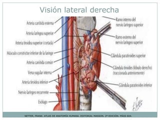 NETTER, FRANK. ATLAS DE ANATOMÍA HUMANA. EDITORIAL MASSON. 2ª EDICIÓN. PÁGS 604.
Visión lateral derecha
 