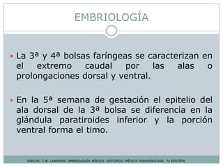 EMBRIOLOGÍA
 La 3ª y 4ª bolsas faríngeas se caracterizan en
el extremo caudal por las alas o
prolongaciones dorsal y ventral.
 En la 5ª semana de gestación el epitelio del
ala dorsal de la 3ª bolsa se diferencia en la
glándula paratiroides inferior y la porción
ventral forma el timo.
SADLER, T.W. LANGMAN. EMBRIOLOGÍA MÉDICA. EDITORIAL MÉDICA PANAMERICANA. 7a EDICIÓN.
 