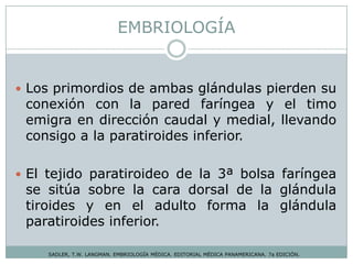 EMBRIOLOGÍA
SADLER, T.W. LANGMAN. EMBRIOLOGÍA MÉDICA. EDITORIAL MÉDICA PANAMERICANA. 7a EDICIÓN.
 Los primordios de ambas glándulas pierden su
conexión con la pared faríngea y el timo
emigra en dirección caudal y medial, llevando
consigo a la paratiroides inferior.
 El tejido paratiroideo de la 3ª bolsa faríngea
se sitúa sobre la cara dorsal de la glándula
tiroides y en el adulto forma la glándula
paratiroides inferior.
 