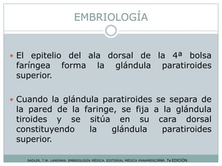 EMBRIOLOGÍA
SADLER, T.W. LANGMAN. EMBRIOLOGÍA MÉDICA. EDITORIAL MÉDICA PANAMERICANA. 7a EDICIÓN.
 El epitelio del ala dorsal de la 4ª bolsa
faríngea forma la glándula paratiroides
superior.
 Cuando la glándula paratiroides se separa de
la pared de la faringe, se fija a la glándula
tiroides y se sitúa en su cara dorsal
constituyendo la glándula paratiroides
superior.
 